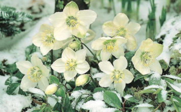 Морозник – рождественская роза в снегу Морозник в снегу