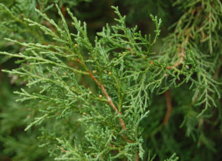 Сорта можжевельника с фото и правила выращивания на дачном участке Сорт можжевельника Виргинский