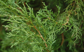 Сорта можжевельника с фото и правила выращивания на дачном участке Сорт можжевельника Виргинский