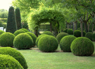 Буксус самшит