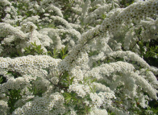 Спирея – белопенное кружево сада Посадка и уход за спиреей