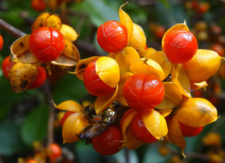 Описание растения древогубец