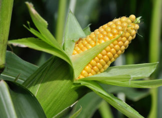 Агротехника выращивания кукурузы