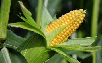 Агротехника посадки и ухода за кукурузой в открытом грунте Агротехника выращивания кукурузы