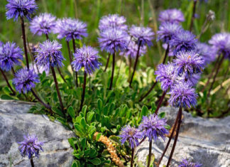 Скабиоза – непритязательный цветок для дачной клумбы Выращивание скабиозы Блю Ноут
