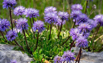 Скабиоза – непритязательный цветок для дачной клумбы Выращивание скабиозы Блю Ноут