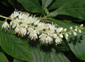 Выращивание клетры ольхолистной на даче