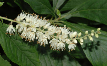 Выращивание клетры ольхолистной на даче