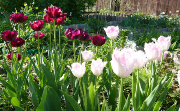В какие дни сажать тюльпаны