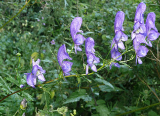 Размножение и уход за травой аконит на даче с фото Агротехника выращивания аконита в открытом грунте