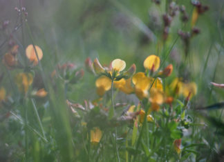Агротехника выращивания лядвенца рогатого