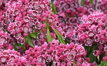 Кальмия, или североамериканский горный лавр – детали выращивания в открытом грунте умеренных широт Выращивание кальмии в открытом грунте