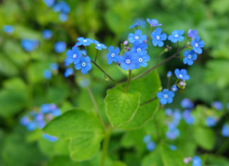 Посадка и уход за неприхотливой скромницей незабудкой – цветком постоянства и вечной любви Незабудка расставленноцветковая