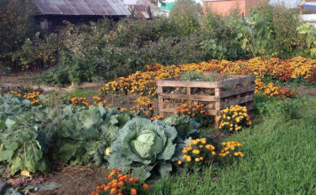 Что посадить весной на огороде