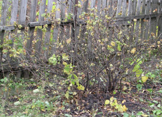 Куст смородины осенью - подготовка к зимовке