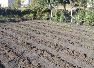 Что можно посадить под зиму на огороде