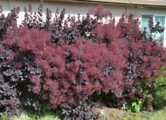 Агротехника выращивания и размножения Скумпии и описание сортов кустарника с фото скумпия Роял Перпл.