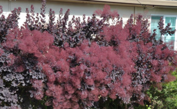 скумпия Роял Перпл.
