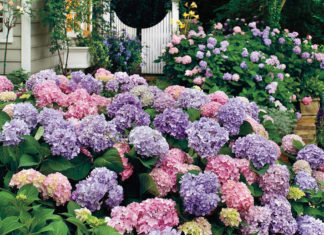 Гортензия весной в саду