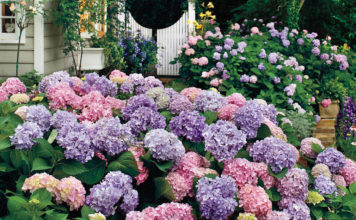 Гортензия весной в саду