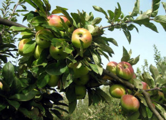 Сколько растет карликовая яблоня Братчуд
