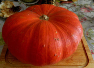 Рейтинг сорта тыквы Цукат