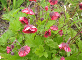 Как вырастить и ухаживать за гравилатом в открытом грунте Агротехника выращивания и ухода за гравилатом