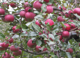 Преимущества и недостатки сорта яблони Мелба