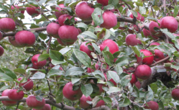 Преимущества и недостатки сорта яблони Мелба