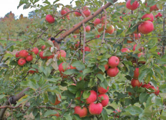 Преимущества и недостатки яблони сорта Приземленное