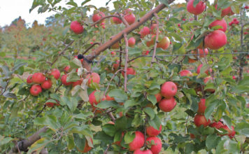 Преимущества и недостатки яблони сорта Приземленное