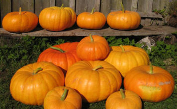 Сладкий пирог – сорта тыквы для Подмосковья и средней полосы Рейтинг сорта тыквы Сладкий пирог