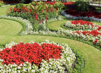 Бегония вечноцветущая – хитрости и нюансы посадки и ухода в открытом грунте Агротехника выращивания бегонии в саду на даче