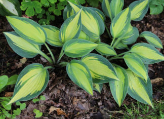 Агротехника выращивания хосты в открытом грунте