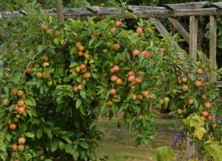 Как выбрать лучший сорт карликовых яблонь