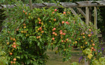 Как выбрать лучший сорт карликовых яблонь