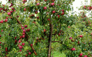 Преимущества и недостатки яблони сорта Легенда, рейтинг