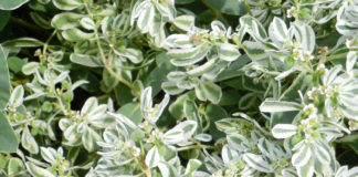 Молочай Горный хрусталь