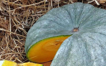 Рейтинг сорта тыквы Мраморная