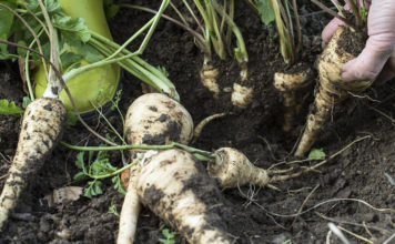 Опытный дачник – о сортах, посадке и уходе за овощем пастернак Агротехника выращивания пастернака в открытом грунте