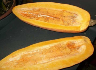 Сладкий банан – сорта тыквы для Подмосковья и средней полосы Рейтинг сорта тыквы Сладкий банан