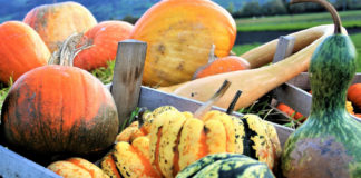 Рейтинг и отзывы о самых популярных сортах тыквы