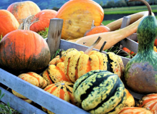 Рейтинг и отзывы о самых популярных сортах тыквы