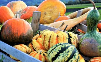 Рейтинг и отзывы о самых популярных сортах тыквы