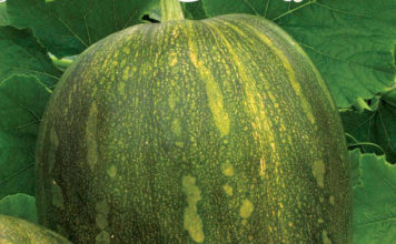 Рейтинг сорта тыквы Витаминная