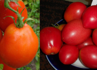 Отзывы и рейтинг сорта томата Боец