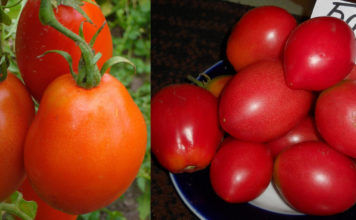 Преимущества и недостатки сорта томатов “Боец” (Буян) Отзывы и рейтинг сорта томата Боец