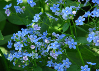 Бруннера крупнолистная (B. macrophylla)