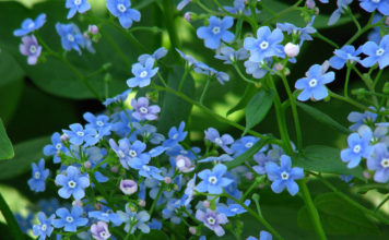 Бруннера – двойник незабудки: секреты выращивания и отличия в уходе за разными видами Бруннера крупнолистная (B. macrophylla)