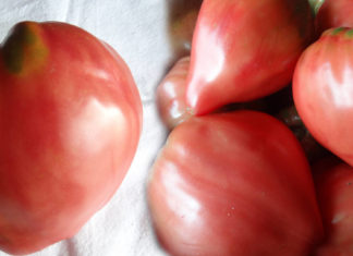 Отзывы о сорте томатов Бычье сердце